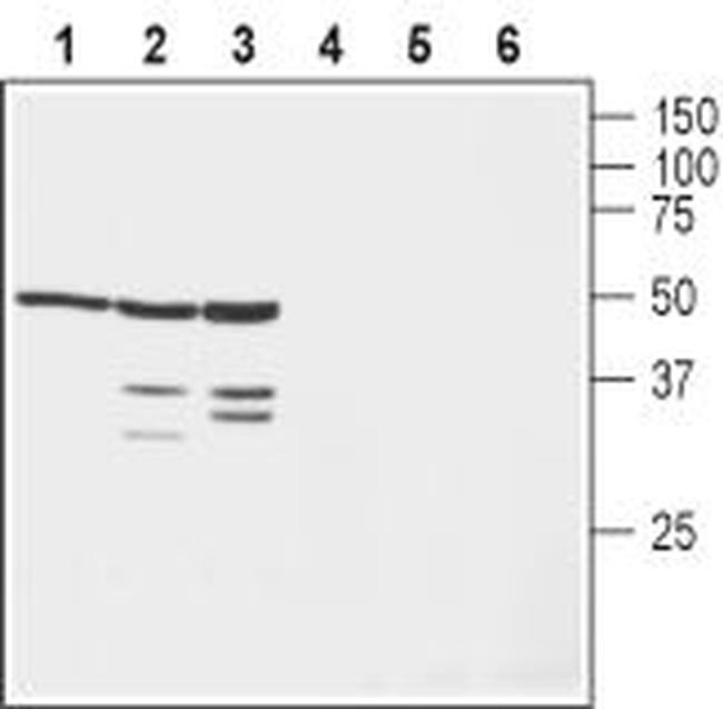 KV beta 1 Antibody in Western Blot (WB)