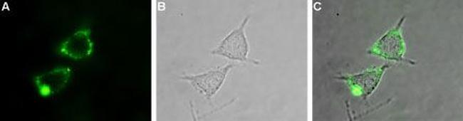 KV1.2 (KCNA2) (extracellular) Antibody in Immunocytochemistry (ICC/IF)