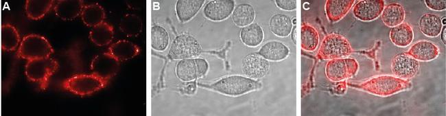 Kir4.1 (KCNJ10) (extracellular) Antibody in Immunocytochemistry (ICC/IF)