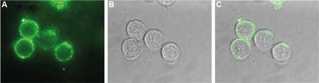 KCNQ1 (extracellular) Antibody in Immunocytochemistry (ICC/IF)