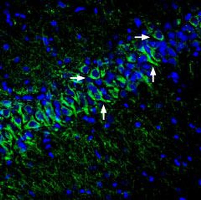 KCNK12 (THIK-2) (extracellular) Antibody in Immunohistochemistry (Frozen) (IHC (F))