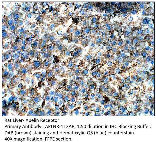 Apelin Receptor Antibody in Immunohistochemistry (IHC)