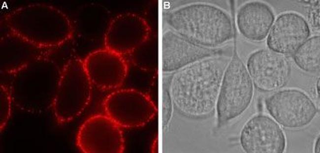 P2Y12 Receptor (extracellular) Antibody in Immunocytochemistry (ICC/IF)