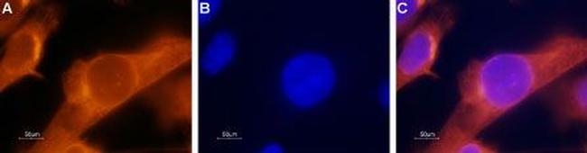 PAR2 (F2RL1) Antibody in Immunocytochemistry (ICC/IF)