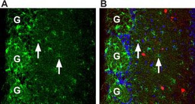 Prokineticin Receptor 1 (extracellular) Antibody in Immunohistochemistry (Frozen) (IHC (F))