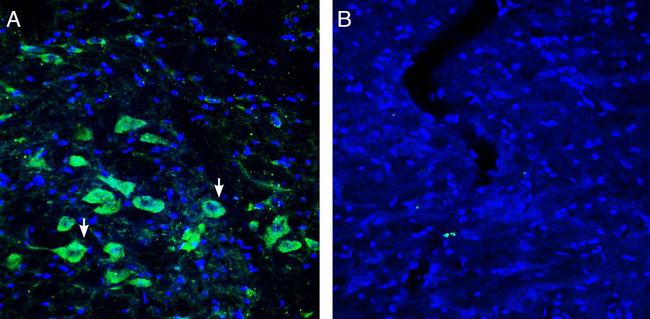 Platelet-activating factor receptor (extracellular) Antibody in Immunohistochemistry (Frozen) (IHC (F))