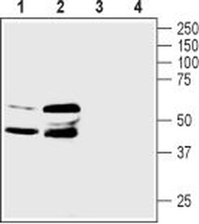 Prostaglandin E Receptor EP3 (PTGER3) Antibody in Western Blot (WB)