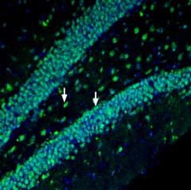 Prostaglandin F2- alpha Receptor/PTGFR Antibody in Immunohistochemistry (Frozen) (IHC (F))