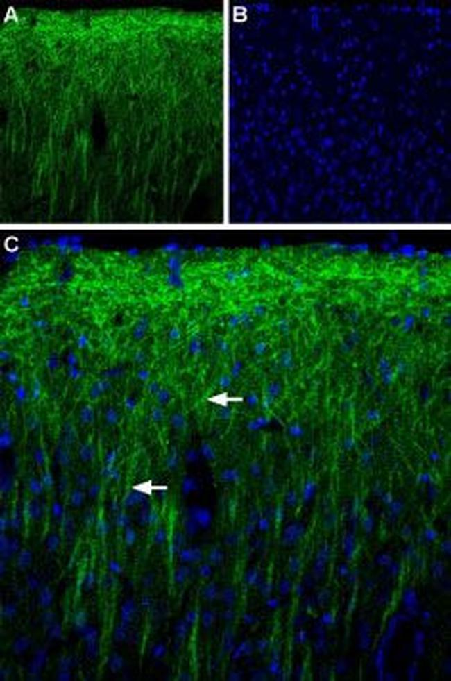 PEX5L (TRIP8b) Antibody in Immunohistochemistry (IHC)