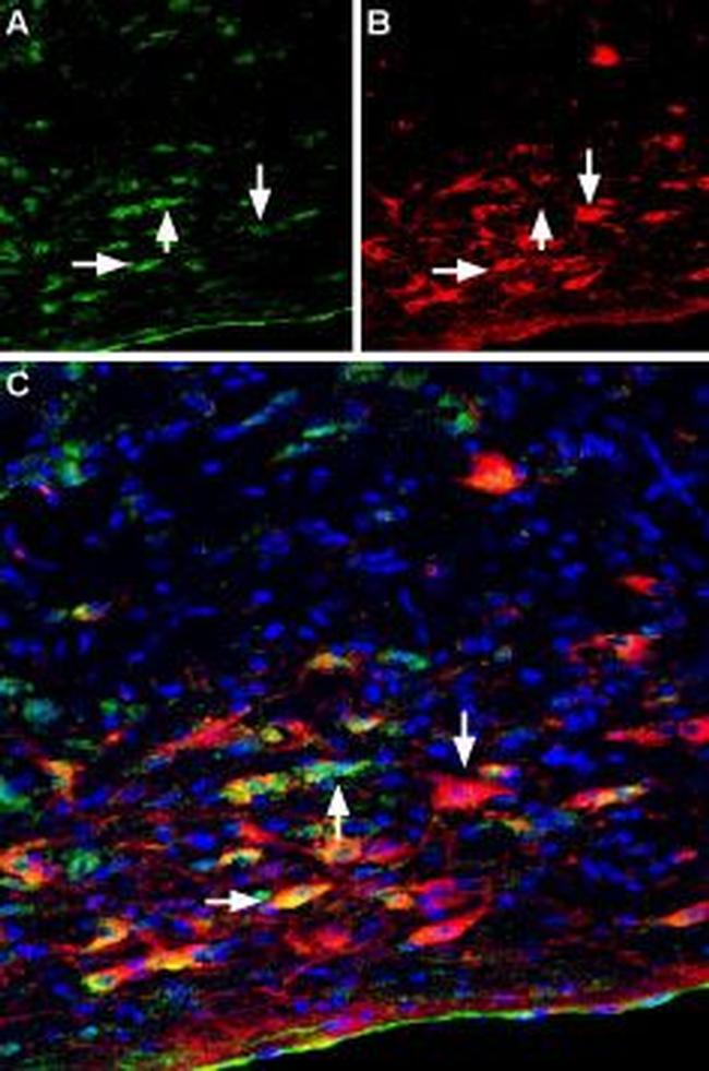 Plexin-A2 (extracellular) Antibody in Immunohistochemistry (Frozen) (IHC (F))