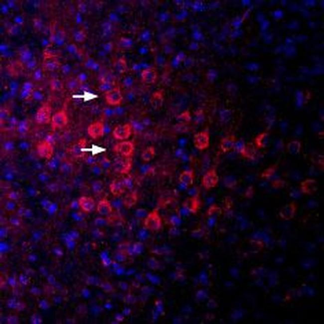 PSD-95 Antibody in Immunohistochemistry (Frozen) (IHC (F))