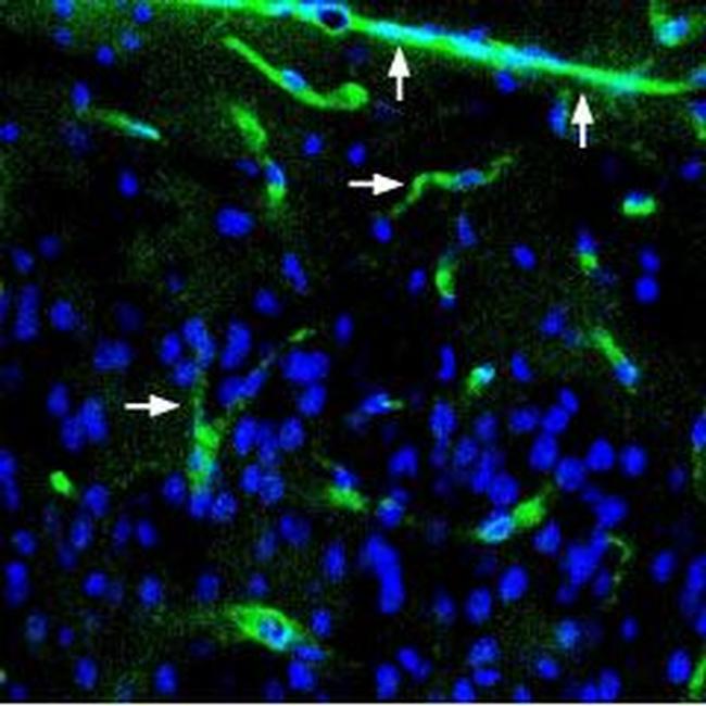 alpha 1-Syntrophin (SNTA1) Antibody in Immunohistochemistry (Frozen) (IHC (F))