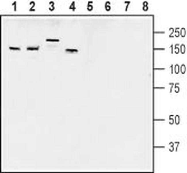 AKAP150 Antibody in Western Blot (WB)