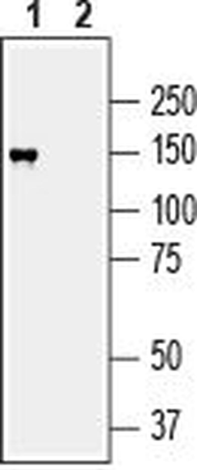 MAGI2/AIP1 Antibody in Western Blot (WB)