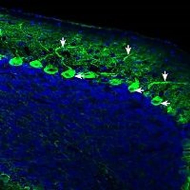 IQGAP1 Antibody in Immunohistochemistry (Frozen) (IHC (F))