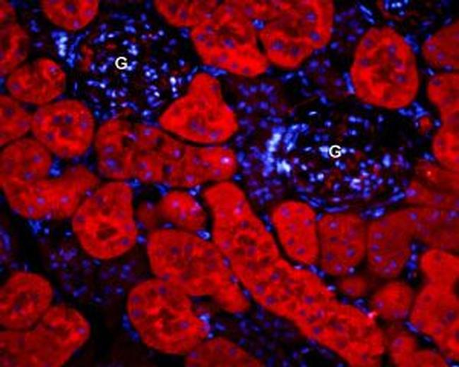 Aquaporin 1 Antibody in Immunohistochemistry (Paraffin) (IHC (P))