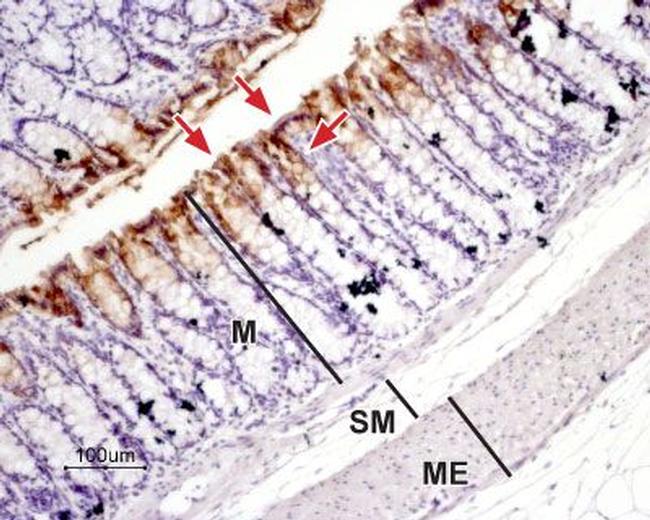 Aquaporin 3 Antibody in Immunohistochemistry (Paraffin) (IHC (P))