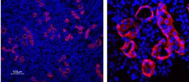 Aquaporin 3 Antibody in Immunohistochemistry (Paraffin) (IHC (P))