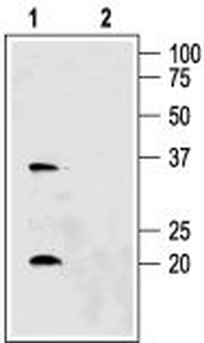 Aquaporin 6 Antibody in Western Blot (WB)