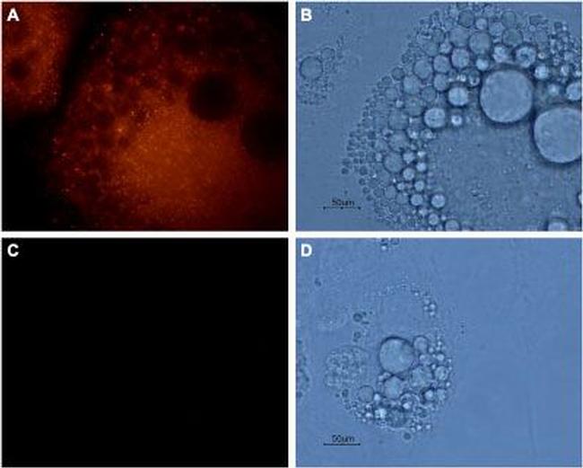 Aquaporin 7 Antibody in Immunocytochemistry (ICC/IF)