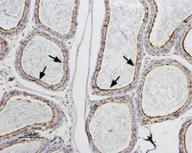 Aquaporin 9 Antibody in Immunohistochemistry (Paraffin) (IHC (P))