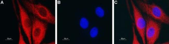 Aquaporin 4 (AQP4) (300-314) Antibody in Immunocytochemistry (ICC/IF)