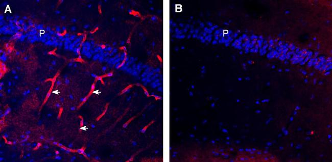 Aquaporin 4 (AQP4) (300-314) Antibody in Immunohistochemistry (Frozen) (IHC (F))