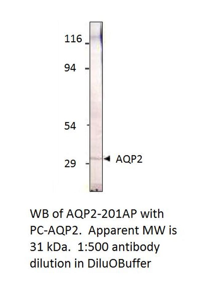 Aquaporin 2 Antibody in Western Blot (WB)