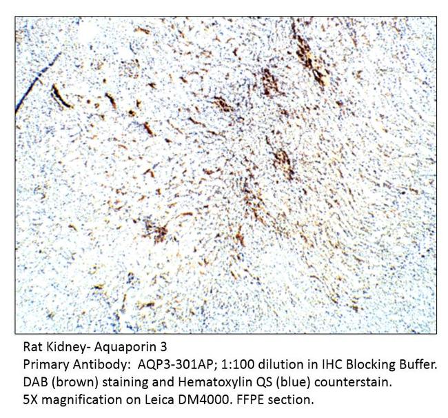 Aquaporin 3 Antibody in Immunohistochemistry (IHC)