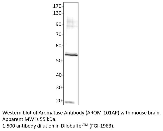 Aromatase Antibody in Western Blot (WB)