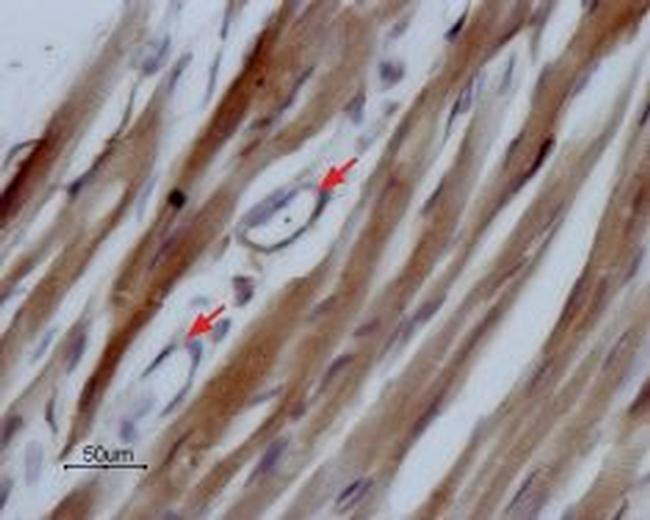 NaV1.5 (SCN5A) (493-511) Antibody in Immunohistochemistry (Paraffin) (IHC (P))