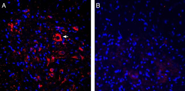 ASIC2a Antibody in Immunohistochemistry (Frozen) (IHC (F))