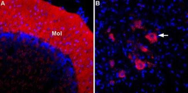 ASIC2a Antibody in Immunohistochemistry (Frozen) (IHC (F))