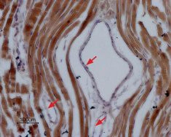 NaV1.5 (SCN5A) (1978-2016) Antibody in Immunohistochemistry (Paraffin) (IHC (P))