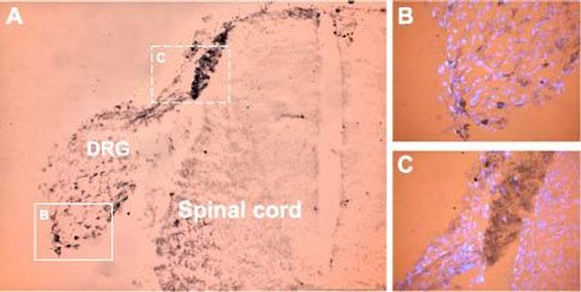 SCN11A (NaV1.9) Antibody in Immunohistochemistry (Frozen) (IHC (F))