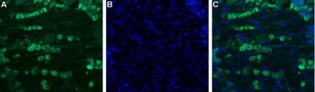 SCN11A (NaV1.9) Antibody in Immunohistochemistry (IHC)