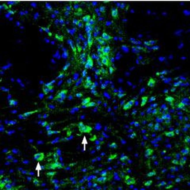 ASIC3 Antibody in Immunohistochemistry (Frozen) (IHC (F))