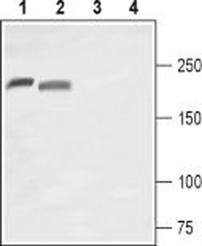 NaV1.8 (SCN10A) (extracellular) Antibody in Western Blot (WB)