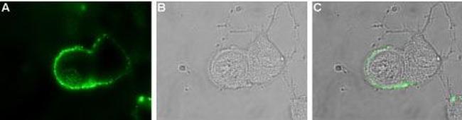 pan ASIC (extracellular) Antibody in Immunocytochemistry (ICC/IF)