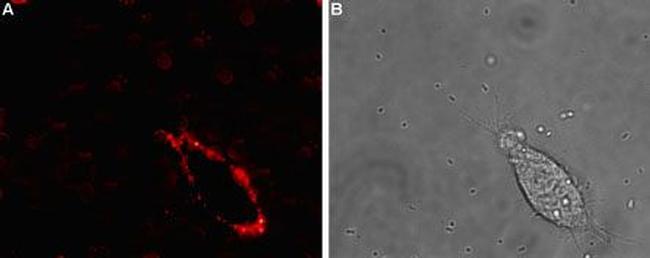 SCN4B (NaV beta 4) (extracellular) Antibody in Immunocytochemistry (ICC/IF)