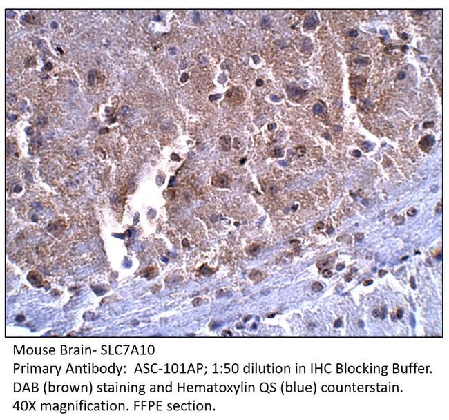 SLC7A10 Antibody in Immunohistochemistry (Paraffin) (IHC (P))