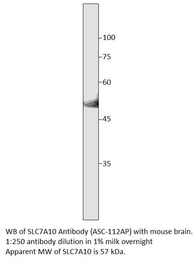 SLC7A10 Antibody in Western Blot (WB)