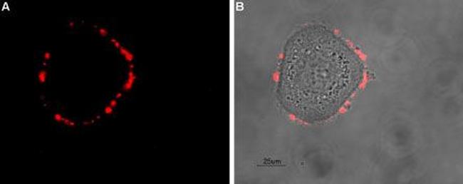 Somatostatin Receptor Type 5 (extracellular) Antibody in Immunocytochemistry (ICC/IF)