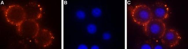 S1PR1 (EDG1) (extracellular) Antibody in Immunocytochemistry (ICC/IF)