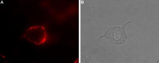 5HT4 Receptor (HTR4) (extracellular) Antibody in Immunocytochemistry (ICC/IF)