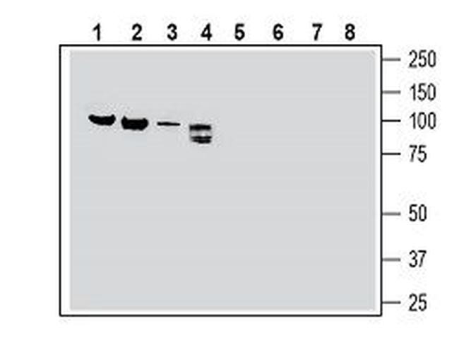 Semaphorin-3F Antibody in Western Blot (WB)