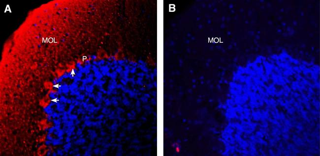 Semaphorin 6A (extracellular) Antibody in Immunohistochemistry (Frozen) (IHC (F))