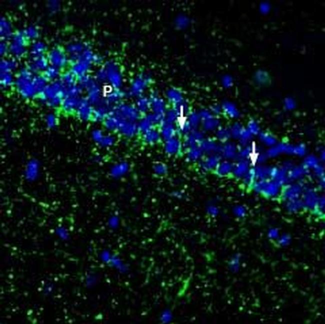 SVCT2/SLC23A2 (extracellular) Antibody in Immunohistochemistry (Frozen) (IHC (F))