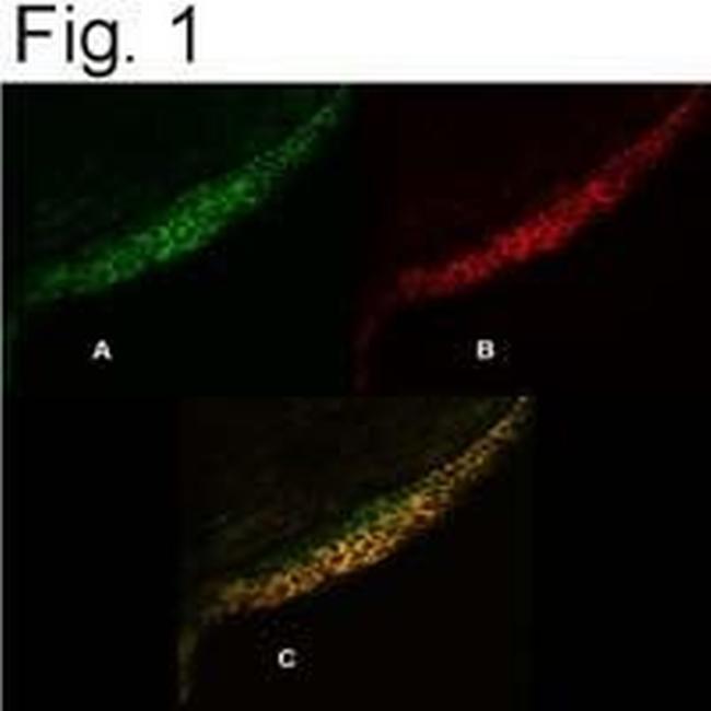 PMCA4 ATPase Antibody in Immunocytochemistry (ICC/IF)