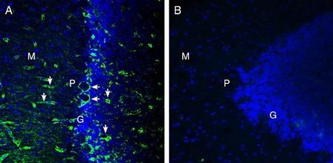 MERTK (extracellular) Antibody in Immunohistochemistry (Frozen) (IHC (F))